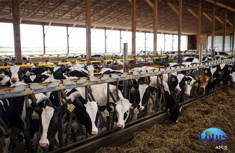 استاندارد و کیفیت آب شرب مصرفی دام و طیور - لوتوس تجهیز کاسپین