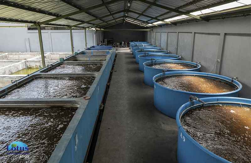 استفاده از ازن در استخرهای پرورش آبزیان - لوتوس تجهیز کاسپین