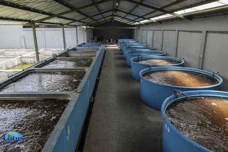 استفاده از ازن در استخرهای پرورش آبزیان - لوتوس تجهیز کاسپین