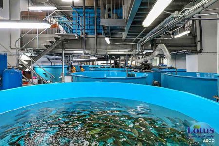 فواید ازن در آبزی پروری - لوتوس تجهیز کاسپین